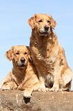 GOLDEN RETRIEVER 111